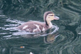 A picture of an adorable fuzzy duckling, swimming in the water.
