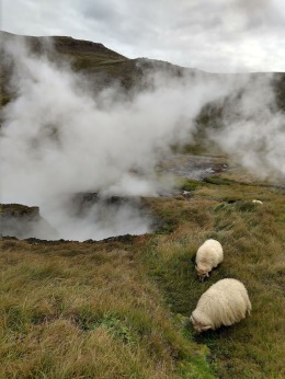 To the left, there's sort of a pothole in the earth with steam pouring out of it from the boiling water within; next to this are two sheep, grazing on the grass that's nice and green thanks to the moisture from the hot spring.